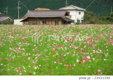 兵庫県丹波市氷上町清住のコスモス畑の写真素材