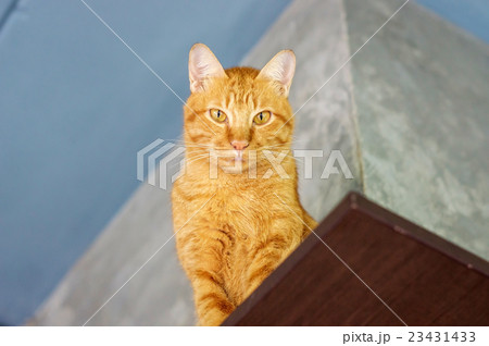Lovely red cat, soft focus. Lovely red cat, soft focus. 23431433