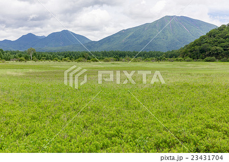 栃木県日光市　初夏の男体山と小田代原（7月） 23431704