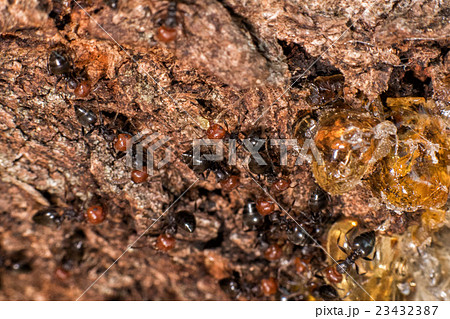 Red head ant honeypot Myrmecocystus close up Red head ant honeypot Myrmecocystus close up 23432387