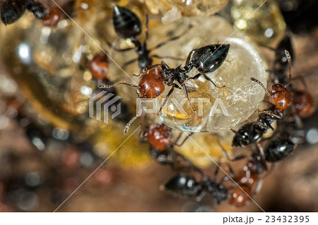 Red head ant honeypot Myrmecocystus close up Red head ant honeypot Myrmecocystus close up 23432395