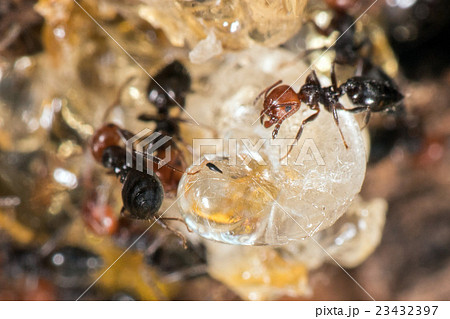 Red head ant honeypot Myrmecocystus close up Red head ant honeypot Myrmecocystus close up 23432397