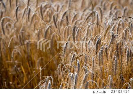 Mature Grain wheat field spike ear head Mature Grain wheat field spike ear head 23432414