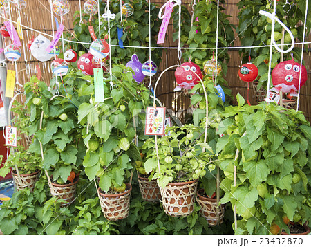 浅草の「ほおずき市」で販売されるホオズキの鉢植え(東京都台東区) 浅草の「ほおずき市」で販売されるホオズキの鉢植え(東京都台東区) 23432870