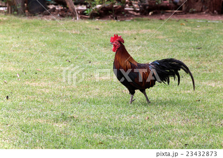 Colorful cock bantam 23432873
