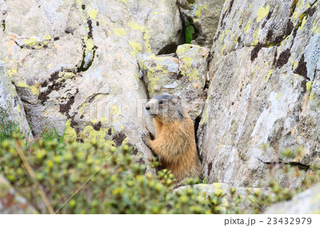 Alpine marmot Alpine marmot 23432979