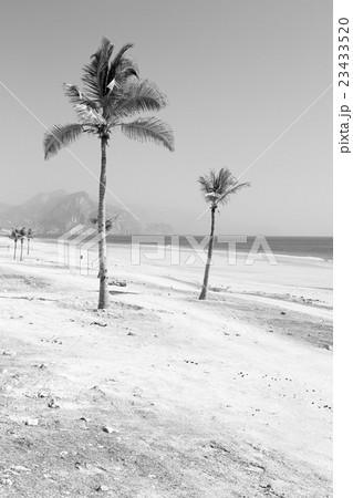 in oman arabic sea palm the hill n in oman arabic sea palm the hill n 23433520