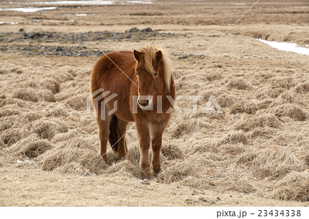 Brown Icelandic horse on a meadow Brown Icelandic horse on a meadow 23434338