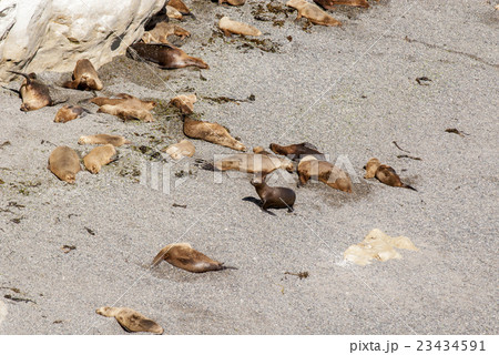 South American Sea Lions South American Sea Lions 23434591