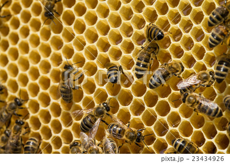 bees swarming on a honeycomb bees swarming on a honeycomb 23434926