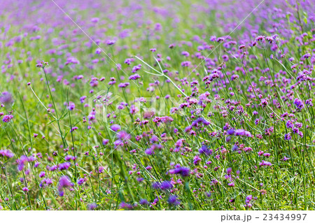 ヤナギハナガサ(三尺バーベナ) ヤナギハナガサ(三尺バーベナ) 23434997