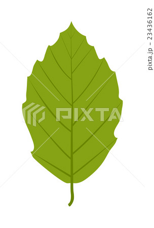 Leaf icon vector illustration. 23436162