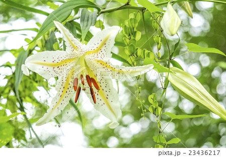 ヤマユリ　Goldband Lily 23436217