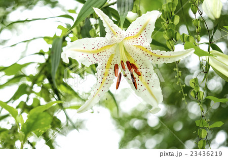 ヤマユリ Goldband Lily ヤマユリ Goldband Lily 23436219