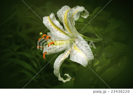 ヤマユリ　Goldband Lily 23436220