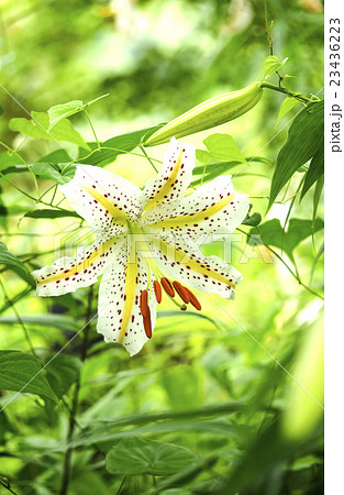 ヤマユリ　Goldband Lily 23436223