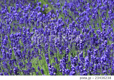北海道　富良野　ラベンダー畑 23436238