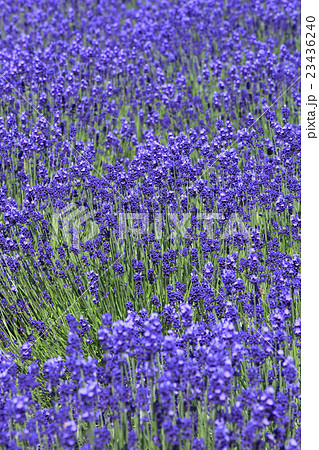 北海道 富良野 ラベンダー畑 北海道 富良野 ラベンダー畑 23436240