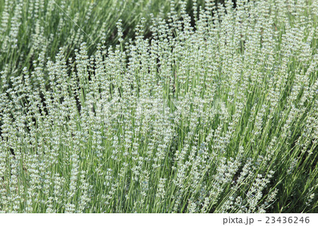 北海道 富良野 白いラベンダーの写真素材