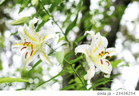 ヤマユリ　Goldband Lily 23436254