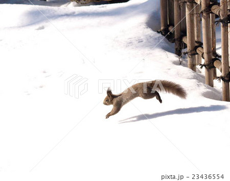 庭園を駆け回るリスの写真素材 23436554 Pixta