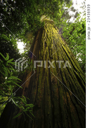 大木イメージ 23436939