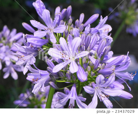 アガパンサス　紫花 23437029