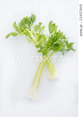 セロリ セロリ 23437043
