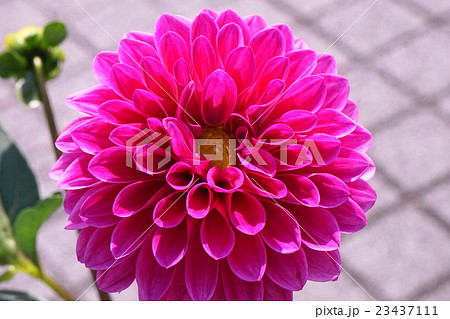 ダリア花 濃いピンク色の写真素材