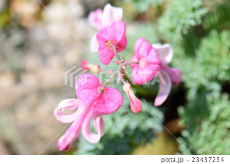 コマクサ コマクサ 23437254