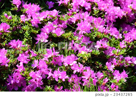 ツツジ 23437265