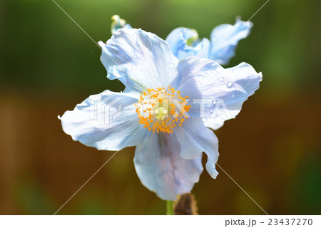 白いケシの花 白いケシの花 23437270