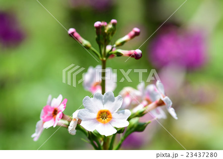 クリンソウ クリンソウ 23437280