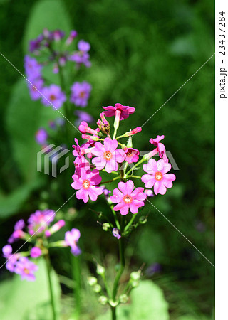 クリンソウ 23437284