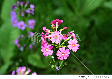 クリンソウ 23437285