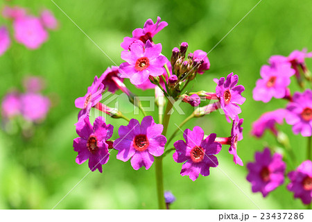 クリンソウ クリンソウ 23437286