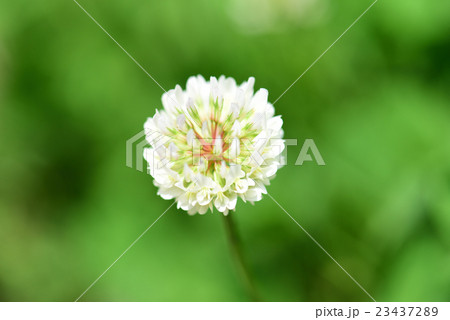 シロツメクサ 23437289