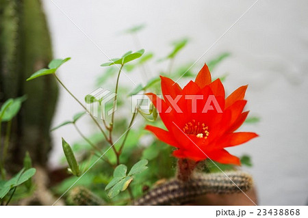 サボテンの花 サボテンの花 23438868