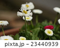 ノースポール 23440939