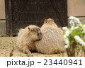 カピバラ 23440941