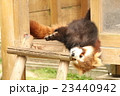 レッサーパンダ 23440942