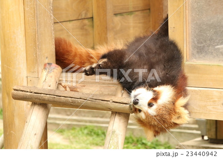 レッサーパンダ 23440942