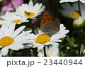 ベニシジミ 23440944