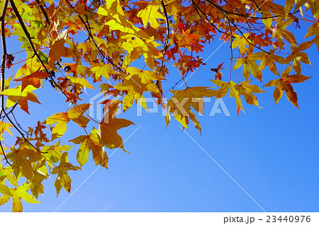 秋空とモミジバフウの黄葉 23440976