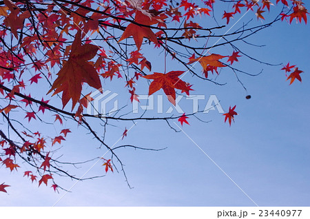 秋空とモミジバフウの紅葉 23440977