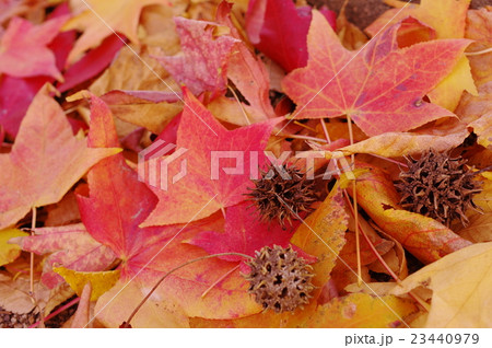 モミジバフウの落ち葉と実 23440979