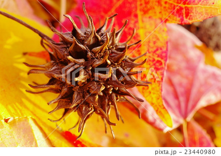 モミジバフウの実 23440980