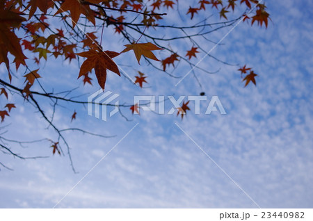 うろこ雲とモミジバフウの紅葉 23440982