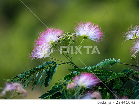 ねむの木の花 23441043