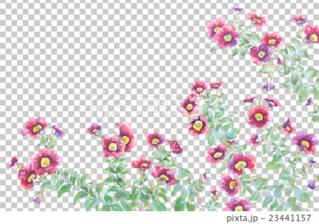 水彩で描いた花のイラスト”カリブラコア、ミリオンベル”のイラスト素材